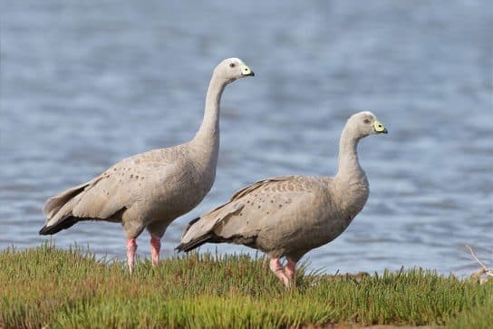 Anseriformes – representantes e tipos da ordem, significado e caracter&iacute;sticas, sinais e nutri&ccedil;&atilde;o