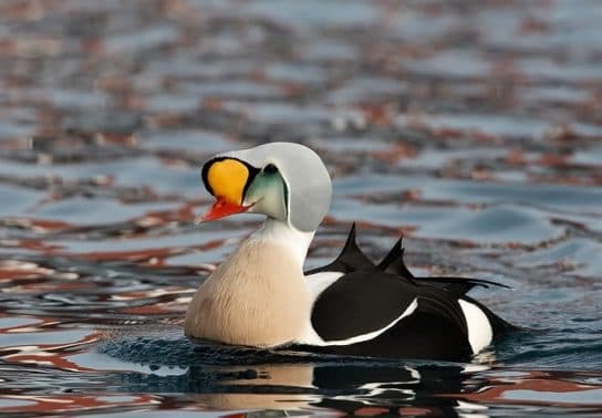 Anseriformes – representantes e tipos da ordem, significado e caracter&iacute;sticas, sinais e nutri&ccedil;&atilde;o