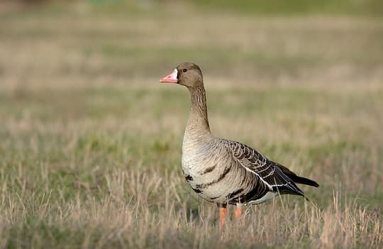 Anseriformes – representantes e tipos da ordem, significado e caracter&iacute;sticas, sinais e nutri&ccedil;&atilde;o