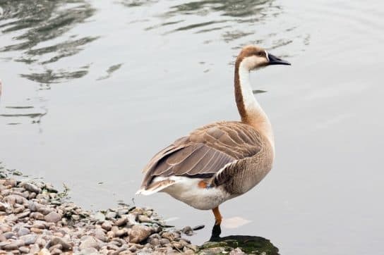 Anseriformes – representantes e tipos da ordem, significado e caracter&iacute;sticas, sinais e nutri&ccedil;&atilde;o