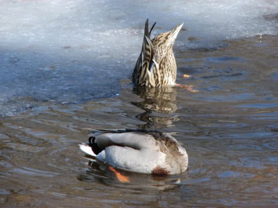 Anseriformes – representantes e tipos da ordem, significado e caracter&iacute;sticas, sinais e nutri&ccedil;&atilde;o