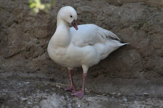 Anseriformes – representantes e tipos da ordem, significado e caracter&iacute;sticas, sinais e nutri&ccedil;&atilde;o