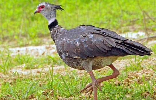Anseriformes – representantes e tipos da ordem, significado e caracter&iacute;sticas, sinais e nutri&ccedil;&atilde;o