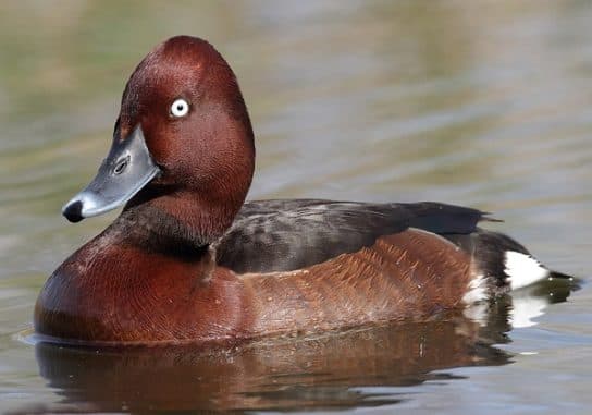 Anseriformes – representantes e tipos da ordem, significado e caracter&iacute;sticas, sinais e nutri&ccedil;&atilde;o