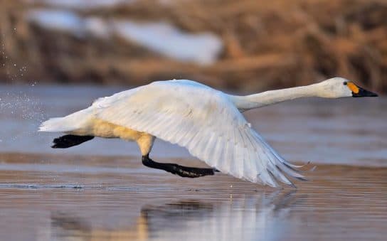 Anseriformes – representantes e tipos da ordem, significado e caracter&iacute;sticas, sinais e nutri&ccedil;&atilde;o
