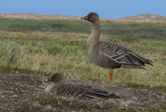 Anseriformes – representantes e tipos da ordem, significado e caracter&iacute;sticas, sinais e nutri&ccedil;&atilde;o