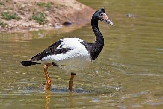 Anseriformes – representantes e tipos da ordem, significado e caracter&iacute;sticas, sinais e nutri&ccedil;&atilde;o