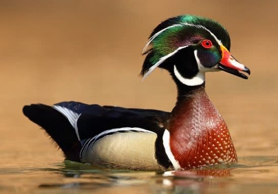 Anseriformes – representantes e tipos da ordem, significado e caracter&iacute;sticas, sinais e nutri&ccedil;&atilde;o