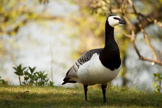 Anseriformes – representantes e tipos da ordem, significado e caracter&iacute;sticas, sinais e nutri&ccedil;&atilde;o