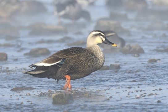 Anseriformes – representantes e tipos da ordem, significado e caracter&iacute;sticas, sinais e nutri&ccedil;&atilde;o