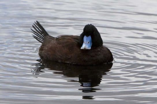 Anseriformes – representantes e tipos da ordem, significado e caracter&iacute;sticas, sinais e nutri&ccedil;&atilde;o