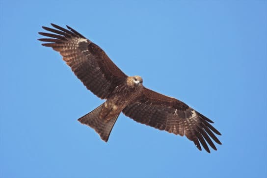 Black kite &#8211; photo and description of a bird from the Red Book, listen to the voice, lifestyle