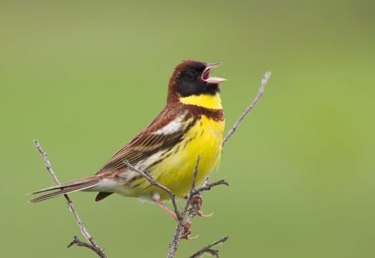 Bunting – a photo and description of a bird, types of buntings, what it looks like, voice and singing – video