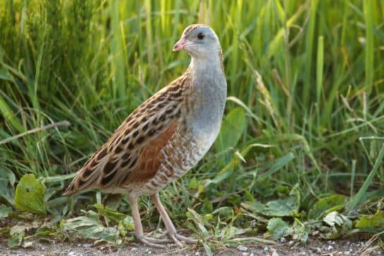 Crake – a photo of a bird, listen to the sounds of singing, a description of where it lives and what it looks like