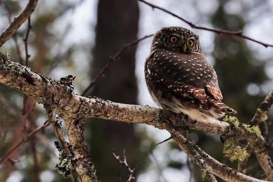 Hibou des hautes terres – photo et description d&rsquo;un hibou, Livre rouge, ce qu&rsquo;il mange, voix, faits int&eacute;ressants