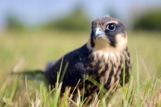 Hobby falcon – photo and description of the bird, what it eats and what it looks like, voice, chick