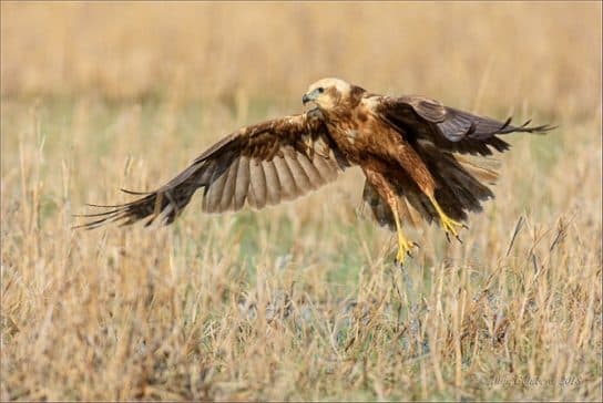 Aguilucho lagunero: foto y descripci&oacute;n del p&aacute;jaro, Libro rojo, voz y sonidos, im&aacute;genes de un macho y una hembra