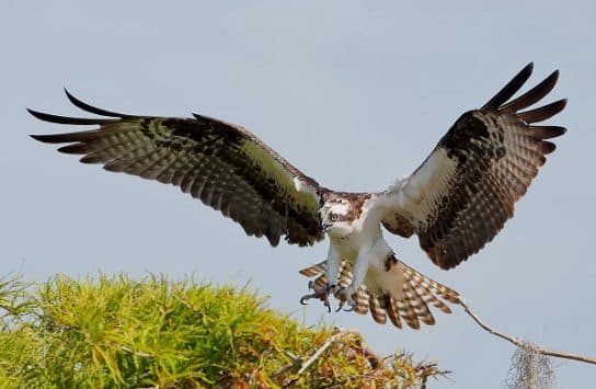 Osprey – a bird from the Red Book, photo and description, where it lives and what it eats, facts |  Osprey angler