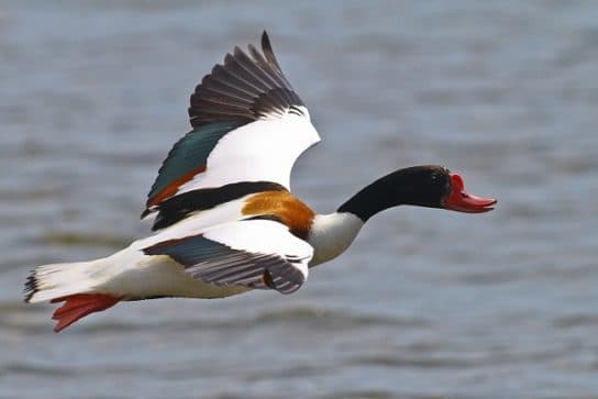 Ovelha (atayka) do Livro Vermelho – uma foto de um pato e uma descri&ccedil;&atilde;o de onde o p&aacute;ssaro vive