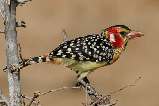 Woodpecker – species, description and photo of the bird, what it eats and what it looks like, listen to the voice