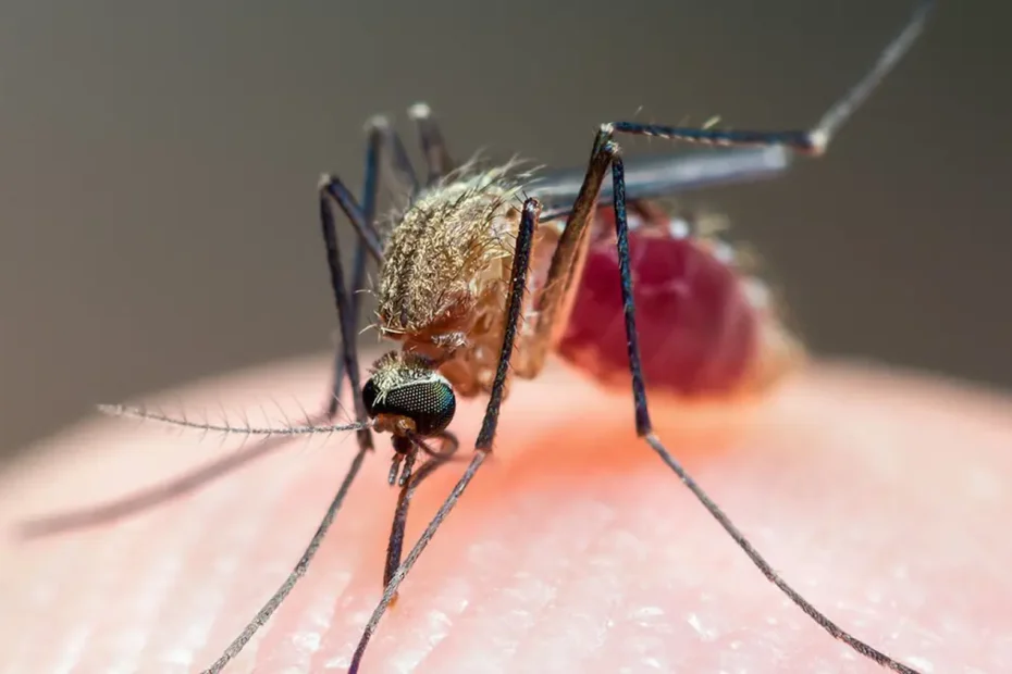 Malaria: Unraveling the Menace and Advancing Towards Eradication